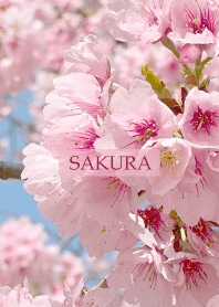 Spring is almost here -SAKURA-9