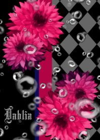 ダリア -Bubbles pink-