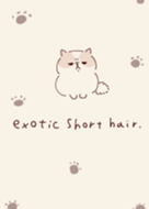 Simple exotic short hair