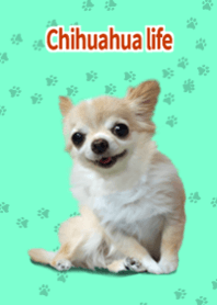 ชีวิตของชิวาวา สีเขียว