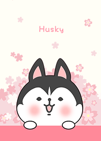 ハスキーと桜