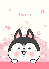 misty cat-husky(dog)Cherry blossoms