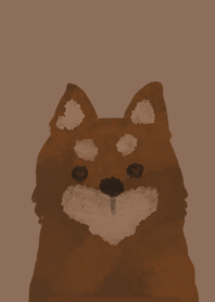 Chocolate shiba