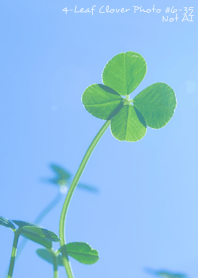 4-leaf clover Photo #6-35 Not AI
