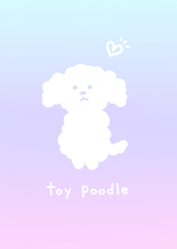 Cute toy poodle1.