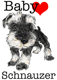 Baby Schnauzer!