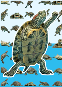 Green Turtle Live Action Blue Green