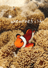 Natural_sea_06_anemonefish