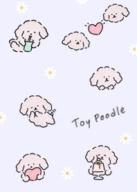 lilac Milk Tea Toy Poodle 05_2