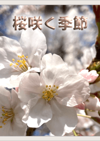 Cherry Blossoms (Beige) [Theme]