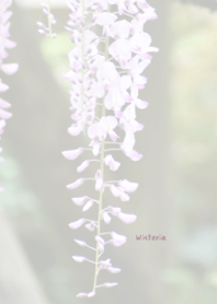 Wisteria flower Theme 5
