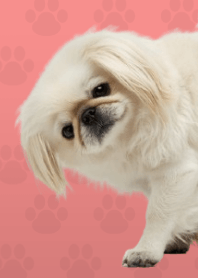 ธีมปักกิ่งสีขาว Red 01