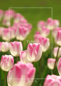 The Colorful Tulips