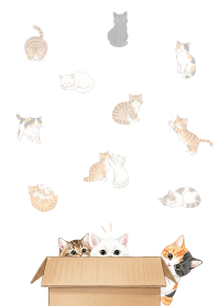 Cats hide and seek_white