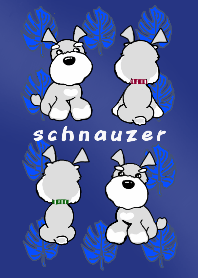 schnauzer blue 1
