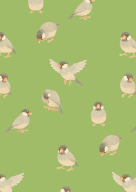 I am a Java sparrow2 moss green