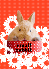 わんにゃんLOVE ちょこんとミニウサギ
