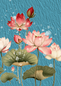 Lotus flowers in the water