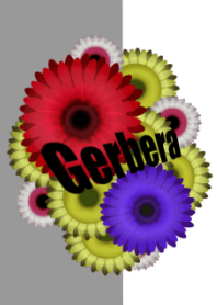 Gerbera