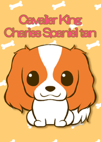 Cavalier King Charles Spaniel tan