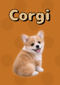 コーギーの着せ替え Brown 05