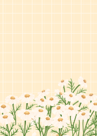 Chamomile flowers Yellow Background