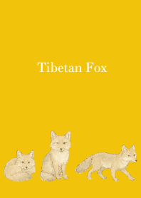 Tibetan Fox on yellow