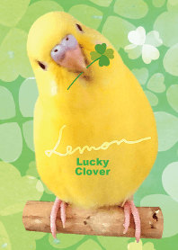 budgerigar Lemon "Lucky Clover"