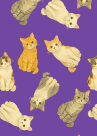 A suspicious cat on purple