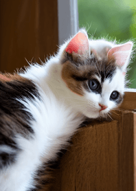 Cats Run Wild #DGIR64