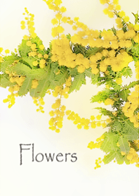 Mimoza flowers wrapped in kindness7.