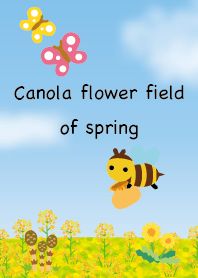 Canola flower field of spring
