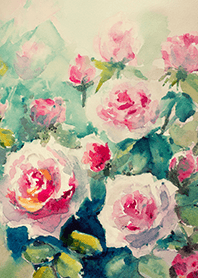 Beautiful rose flower(R4141)