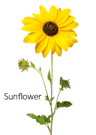 A lot of sunflowers (Japanese ver)