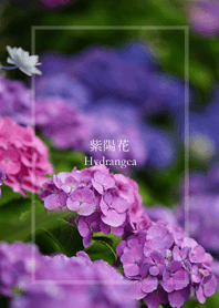 いろいろ紫陽花