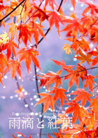 雨滴和紅葉
