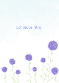 Echinops ritro