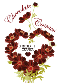 Chocolate Cosmos
