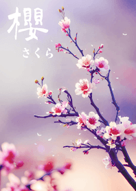 日本極美櫻花(莫蘭迪紫色)