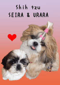 Shih tzu SEIRA & URARA