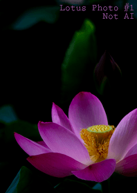 Lotus Photo #1-5 NotAI