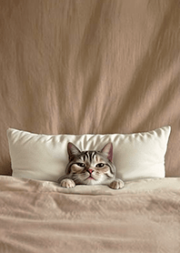 Fun playful cat  blanket2E-civet cat