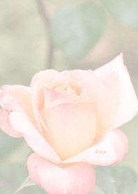 Rose Theme ver.Japan 39
