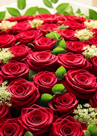 rose.rose.2