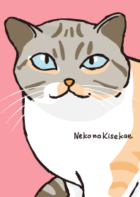 ธีมของแมว กุหลาบสีชมพู *