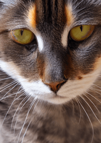 Cats run wild #DEVU02.