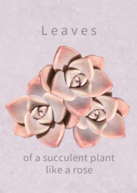 Leaves of a succulent plant like a rose