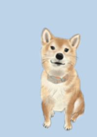 Cute cute Shiba Inu :)