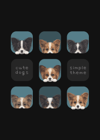 DOGS - Papillon - CLASSY BLUE