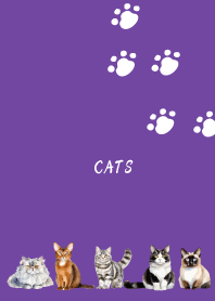 carefree cat on purple